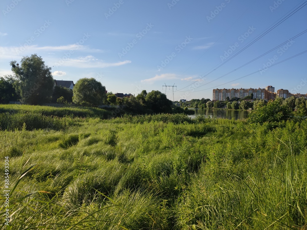 glade with tall green grass on the background city glade with tall green grass on the background city