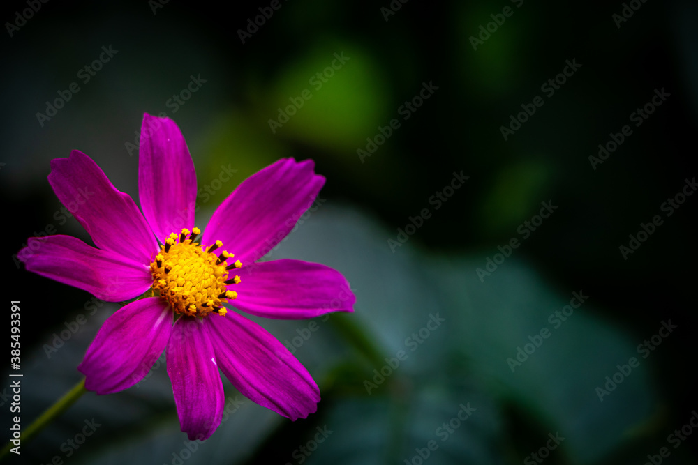 purple flower in the garden. magenta purple flower in the garden. magenta