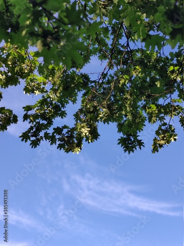 green foliage of a tree against a blue sky