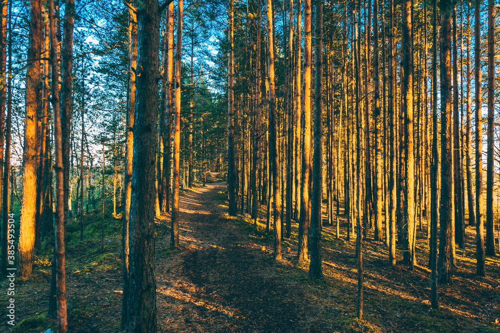 Fototapeta premium autumn in the forest