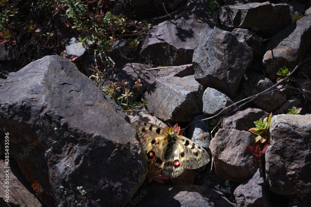 Obraz premium butterfly on stones. macro. insect