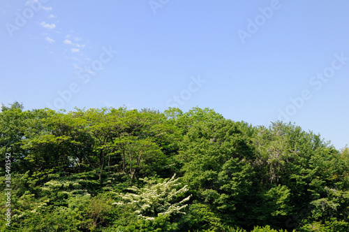 青空と森とヤマボウシの花 © Paylessimages
