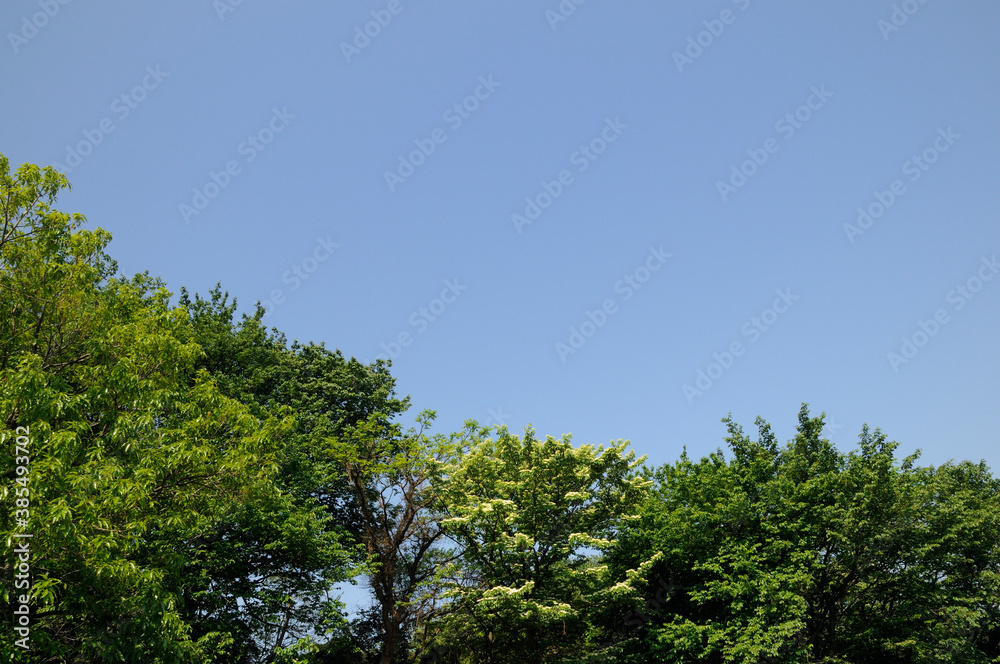 森に咲いているヤマボウシの花と青空