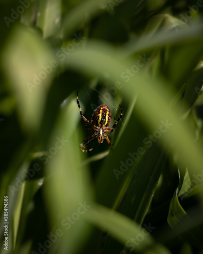 scary spider. spider in the grass. big yellow spider