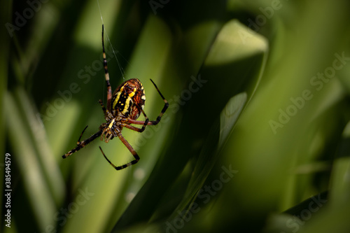 spider on a web in the grass. big spider