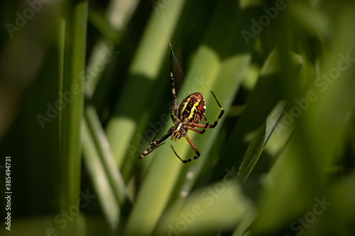 black and yellow spider in green grass
