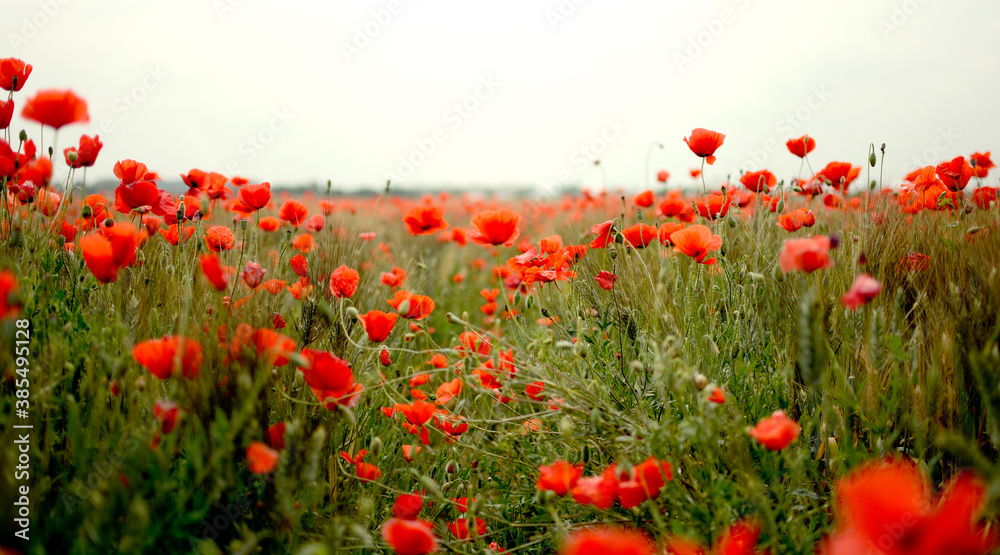 Obraz premium field of poppies