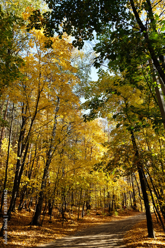 Sunlight in autumn forest. Sunny warm day