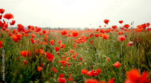field of poppies
