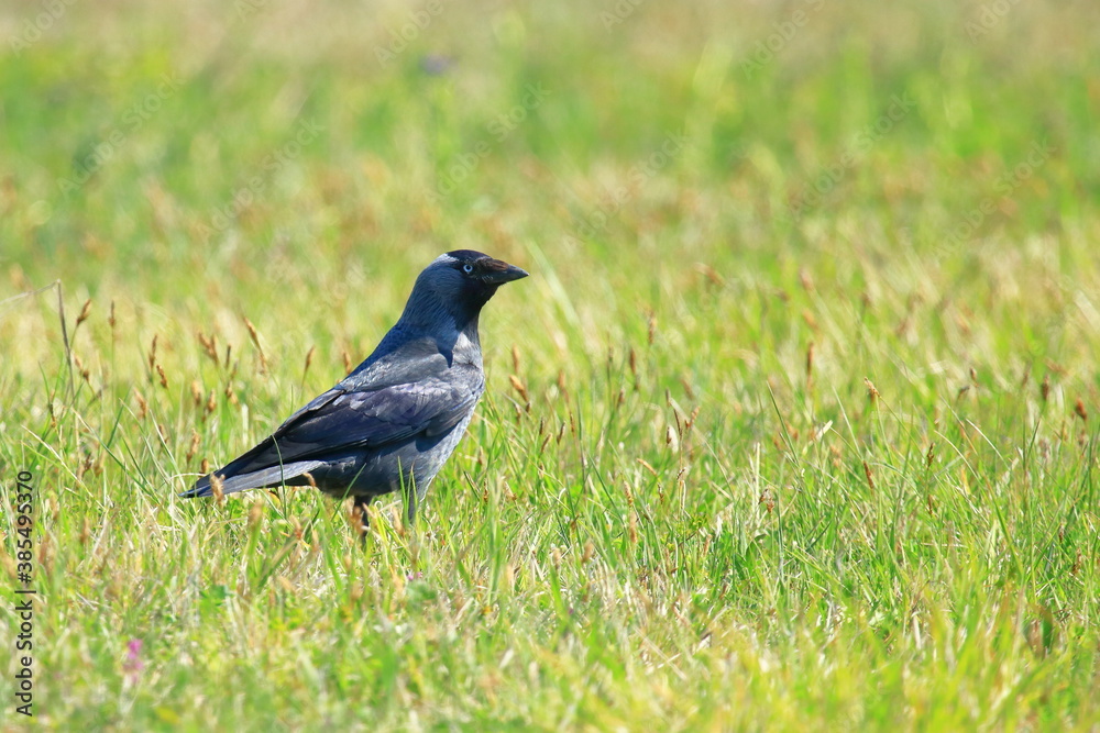 Fototapeta premium Eurasian jackdaw (Corvus monedula) on meadow