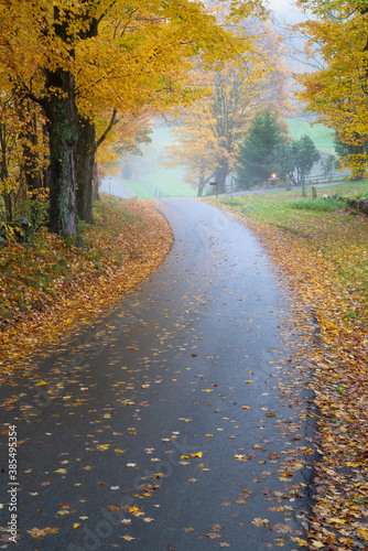 Winding road in the country on a misty morning in rural northeast America lined with trees showing  yellow leaves during fall