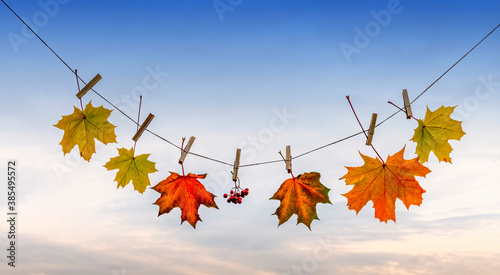 autumn leaves on blue sky background