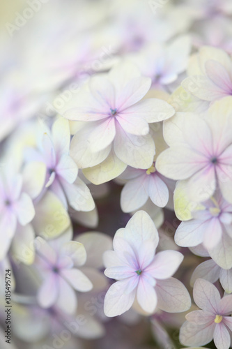 薄紫色のアジサイの花
