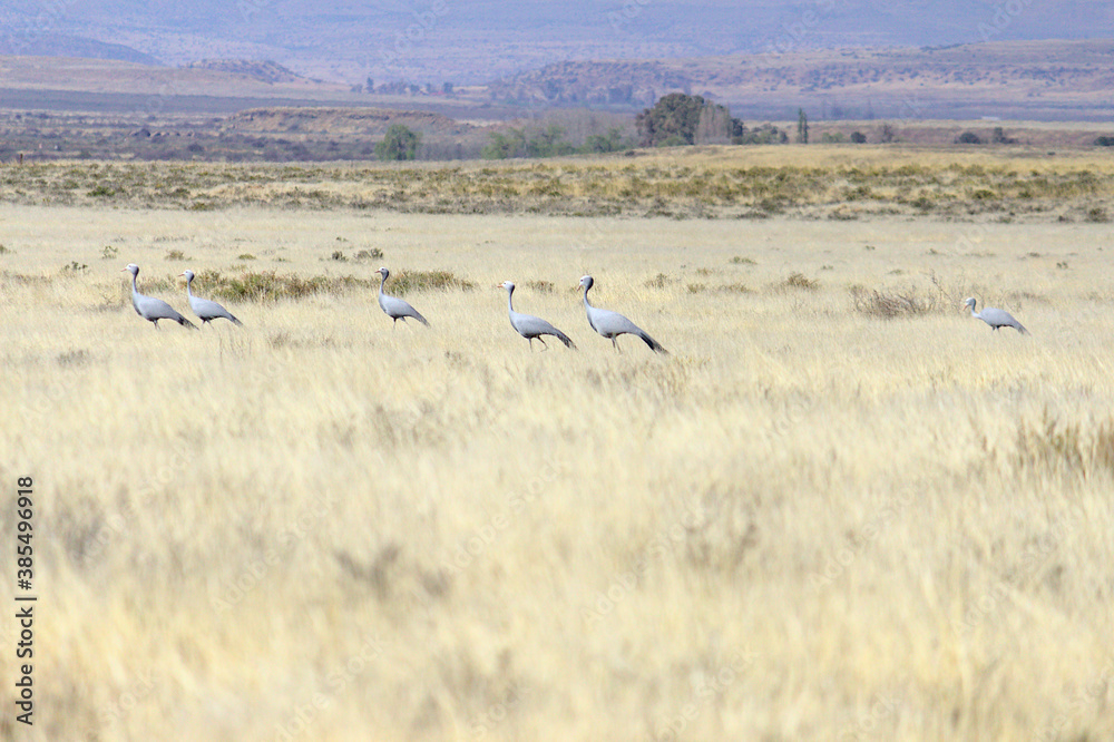 Fototapeta premium Blue cranes in the grassland