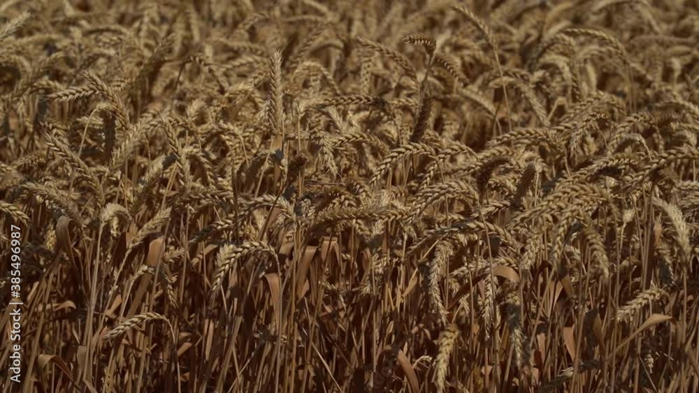 Rural scenery. Background of ripening ears of wheat field and sunlight. Crops field. Selective focus. Field landscape. Rural scenery. Background of ripening ears of wheat field and sunlight. Crops field. Selective focus. Field landscape.