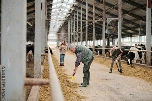Busy male farm owner working with hayfork while feeding cows together with family in cowshed