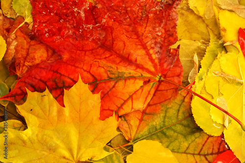 Red and yellow autumn maple leaves float in the water, space for text content