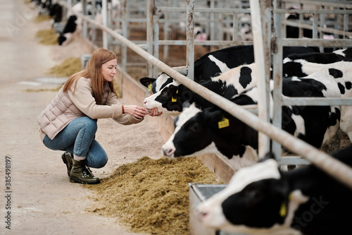 Attractive redhead woman crouching near cow and checking its mouth while taking care of cows at farm