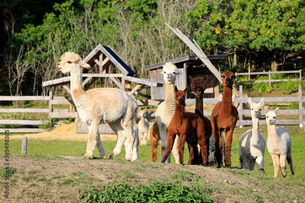 Fototapeta premium Herd of Alpacas on Farm