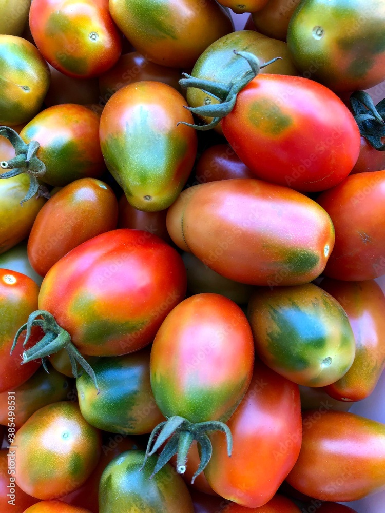 Delicious freshly collected red tomatoes Delicious freshly collected red tomatoes
