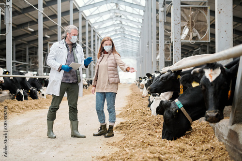 Female farmer in protective mask showing ill cow in livestock stall to veterinarian in cowshed