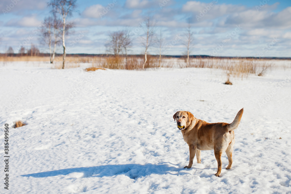 Grown labrador retriever dog walking on a Sunny winter day in the snow field