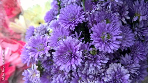 Closeup view of violet Shevanti or Chrysanthemums flowers