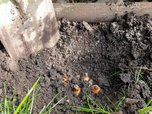 Wallpaper Mural Blumenzwiebeln im Herbst in den Boden bringen Torontodigital.ca