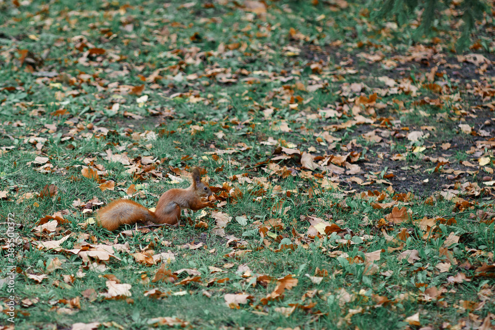 Fototapeta premium squirrel in the park playing on the ground in orange leaves