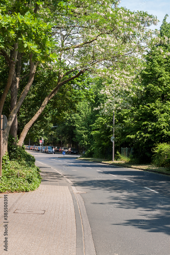 Street with green trees