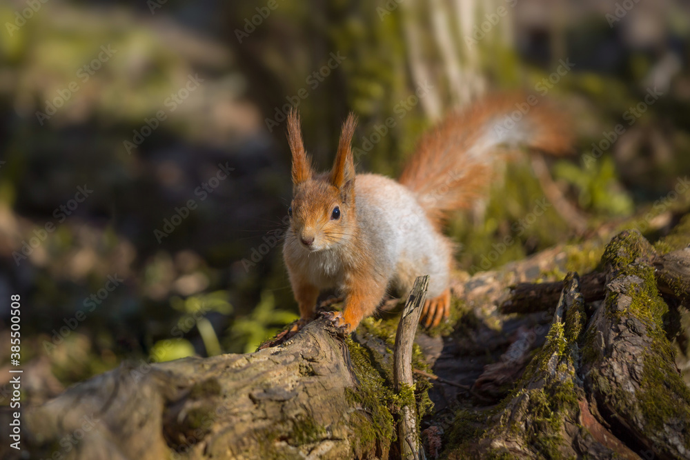 Fototapeta premium Squirrel on a tree in the forest, close-up