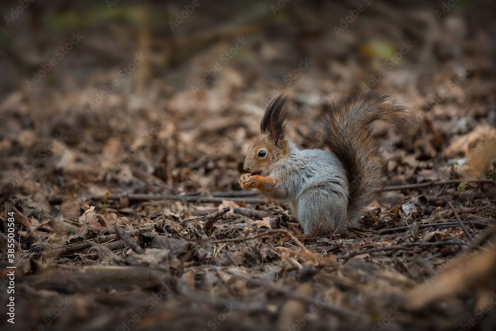 Squirrel in the spring forest, close-up Squirrel in the spring forest, close-up