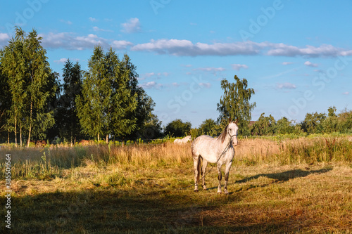 A white horse grazes on a farm pasture in the early morning at sunrise. A well-groomed thoroughbred animal rests and eats in its natural habitat. Wonderful summer and autumn natural landscape