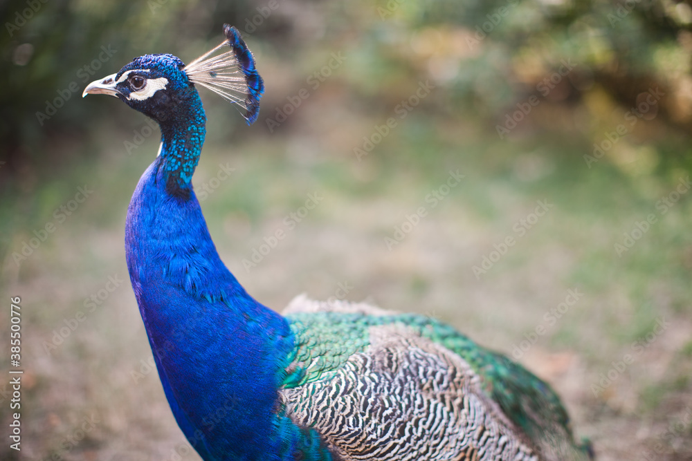 Fototapeta premium Close up of exotic Peacock bird on sunny day