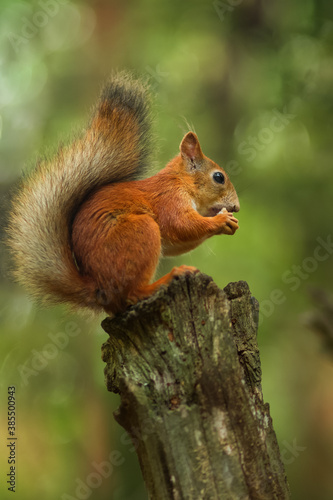 Squirrel on a tree in the forest, close-up