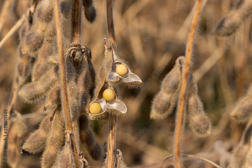 Closeup of soybean pod shattering with seed in field during harvest. Concept of drought stress, moisture content and yield loss
