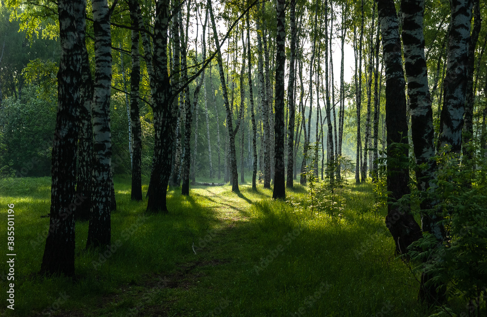 Naklejka premium Birch forest, shady path, emerald green grass. From under the shady birches the path leads to a sunlit glade.
