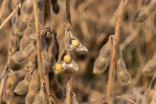 Closeup of soybean pod shattering with seed in field during harvest. Concept of drought stress, moisture content and yield loss