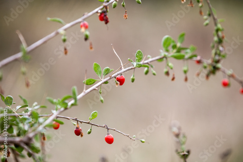 Red goji berries on branch. Autumn ripe berries