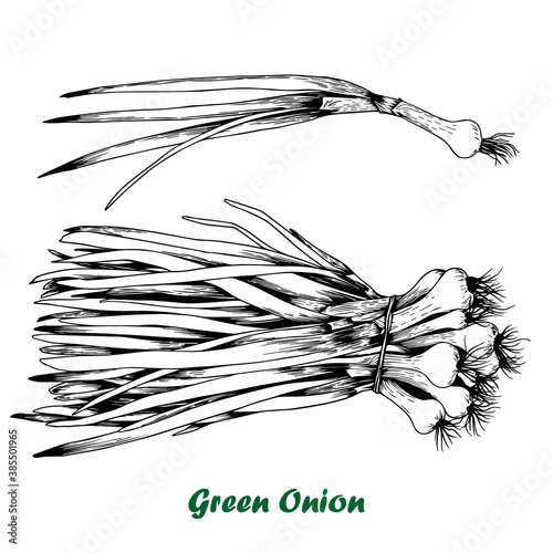 Vector green onion set.