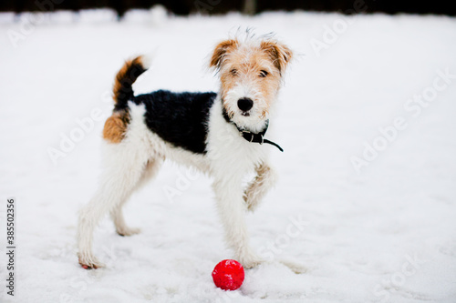 Young fox terrier dog walking and playing with ball on a cloudy winter day in the snow