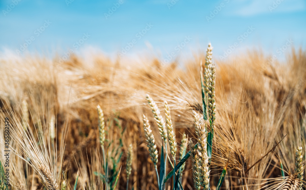 Fototapeta premium Yellow grain ready for harvest growing in a farm field