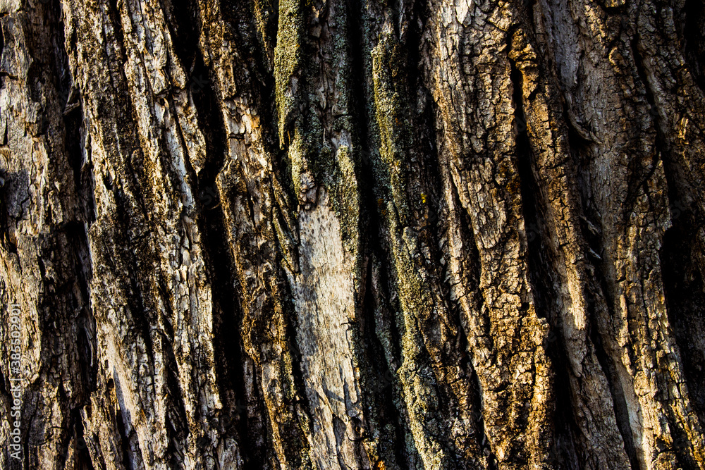 Obraz premium texture of ancient dark brown old big tree macro close-up shot for background and wallpaper, wood beautiful texture