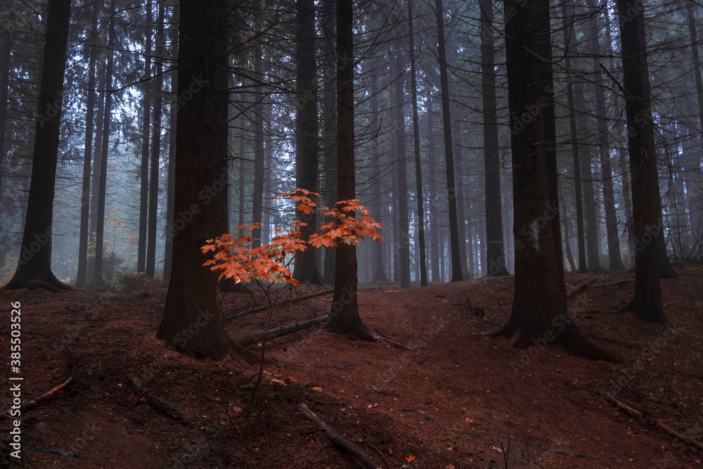 single yellow tree in a dark autumn forest in the north single yellow tree in a dark autumn forest in the north