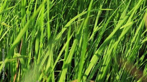 Green blades of grass swaying in the breeze to show concept of mindfulness, harmony and healing in nature photo