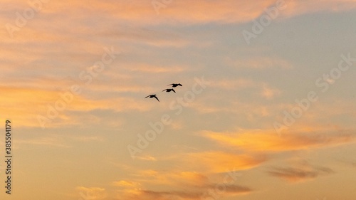 Silhouette of Waterfowl