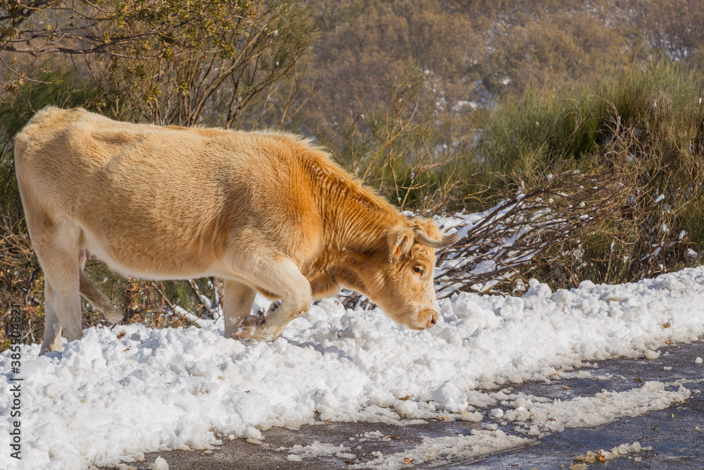 Obraz premium Cow at the mountain with snow