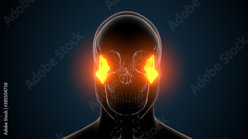 3d illustration of human skeleton skull zygotic bone anatomy
