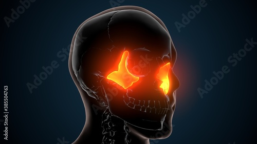 3d illustration of human skeleton skull zygotic bone anatomy 