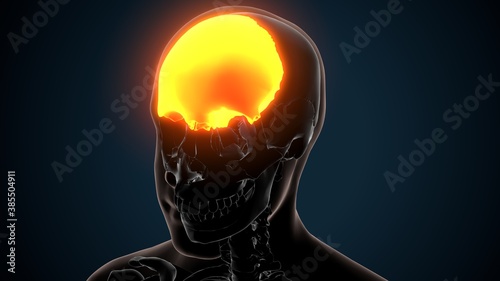 3d illustration of human skeleton skull frontal bone anatomy